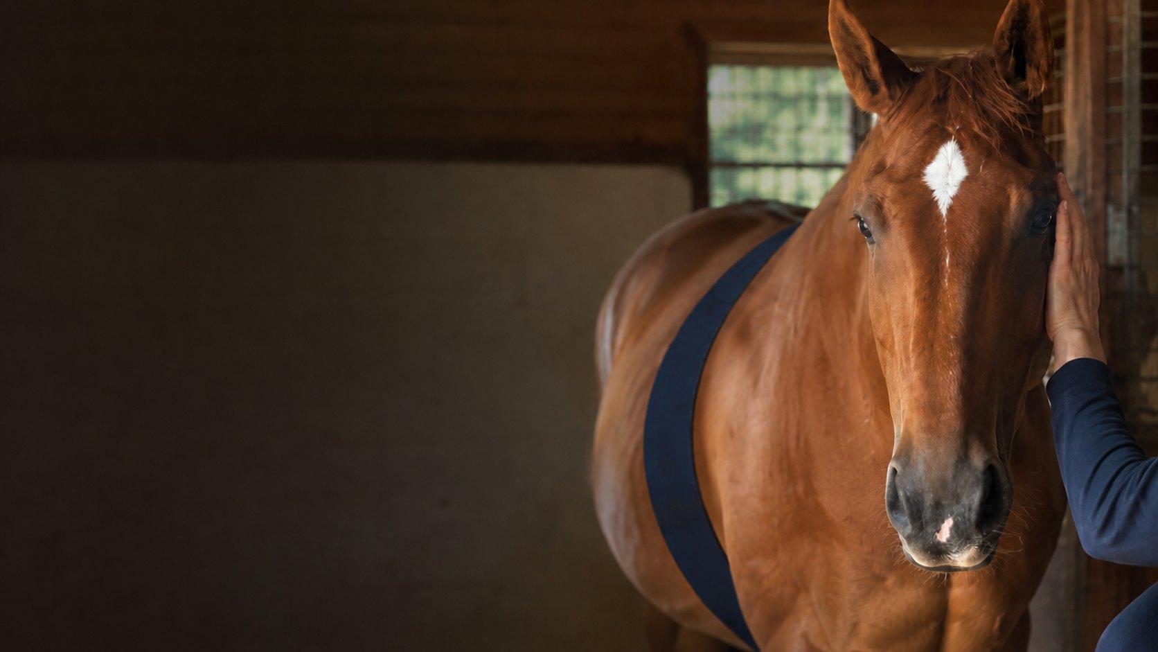 A chestnut horse in a wooden stable wearing the SKIIN Equine band around its girth, a hand resting gently on its cheek