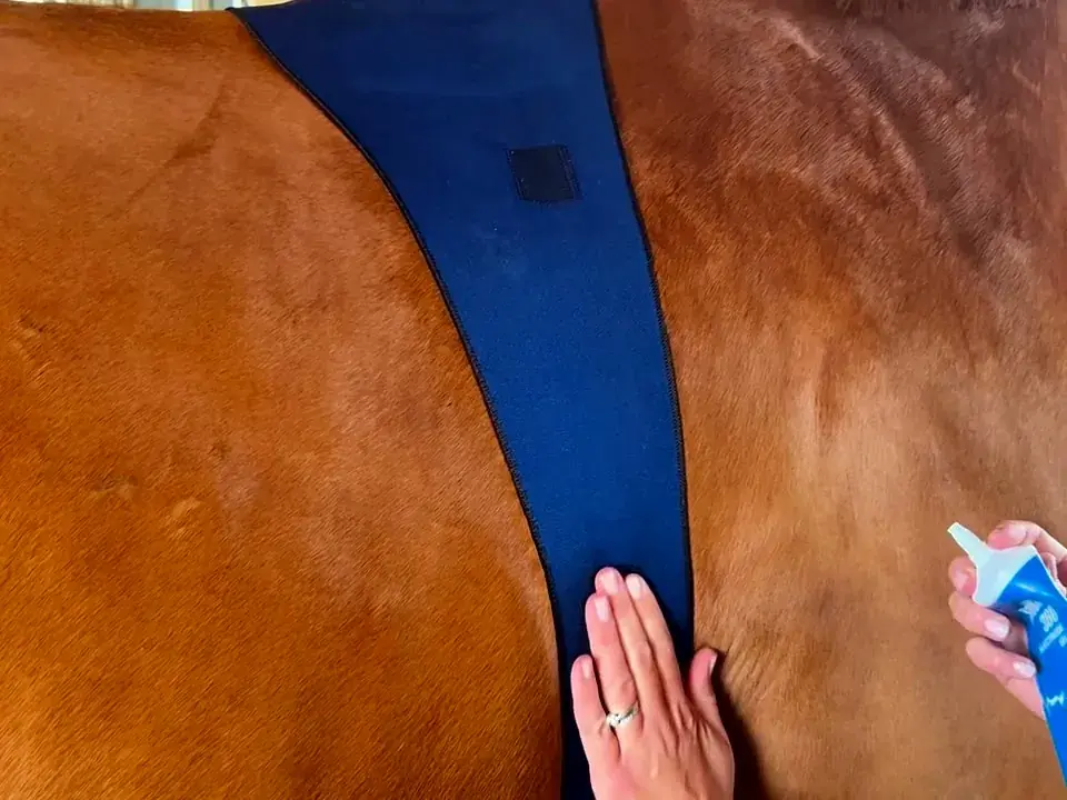 A handler applying electrode gel beneath the edge of the fitted SKIIN Equine band
